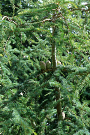 Evergreen cedar cones on grey branches along with green needlesの写真素材