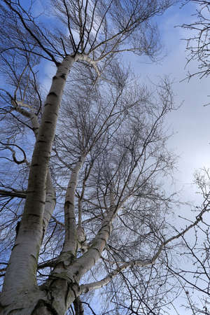 A woodland scene with Silver Birch trees reaching for the skyの写真素材