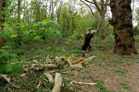 A woodland landscape with Broken trees in Ashenbank woods