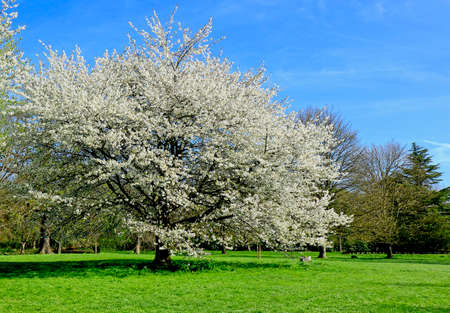 A colourful scenic landscape with white blossomの写真素材