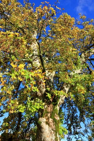 A colourful Autumn scene with the beautiful Acer  Pseudoplatanus Sycamore treeの写真素材