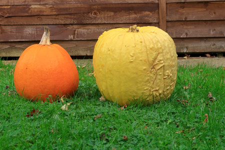 Two pumpkins for Halloweenの写真素材
