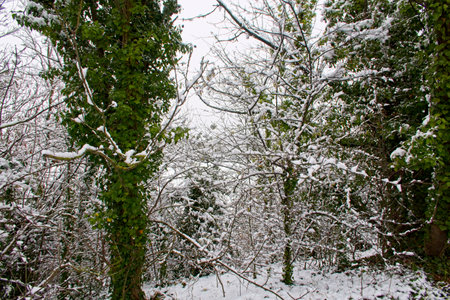A snow covered woodland landscapeの写真素材