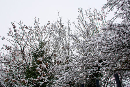 Snow covered trees in a winter woodland landscapeの写真素材