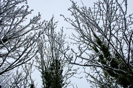 Snow covered branches set against a white skyの写真素材