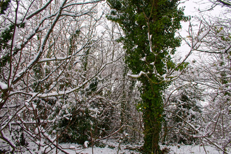 Green Ivy leaves set against a snowy landscapeの写真素材
