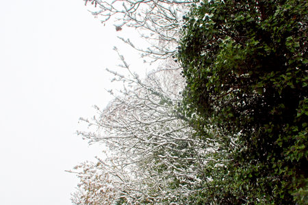 Green leaves and snow covered branches in a winter landscapeの写真素材