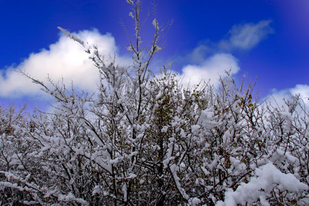 Snow covered branches in a winter sceneの写真素材