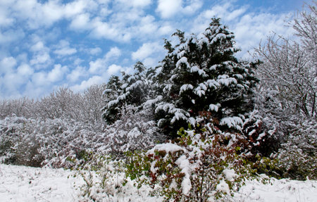 Snow covered winter landscapeの写真素材