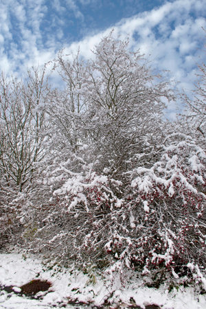 Snow covered branches under a blue cloudy skyの写真素材