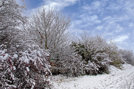 A Winter Landscape with snow covered trees and footpathの写真素材