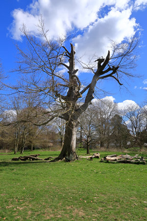 A colourful woodland scene with a bare tree under a blue cloudy skyの写真素材