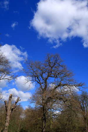 Bare Ash tree rising up to a blue cloudy sky in a woodland sceneの写真素材