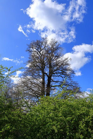 A tall Ash tree with bare branches under a blue cloudy skyの写真素材