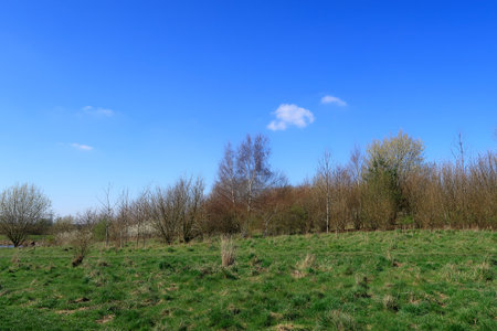 Silver Birch in a woodland scene in the North Kent countrysideの写真素材