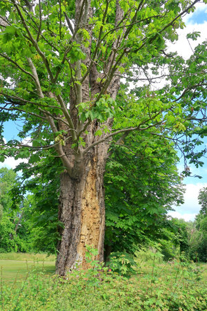 Old Horse Chestnut tree with broken and crackd barkの写真素材