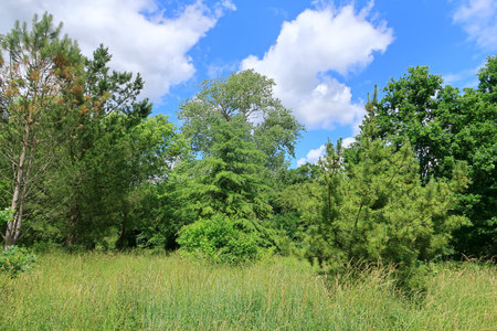 A scenic woodland landscape with pine trees and green grassの写真素材
