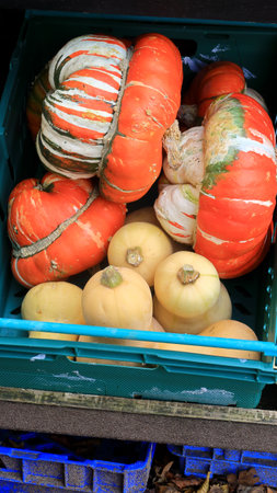 Pumpkins in a  small plastic crateの写真素材