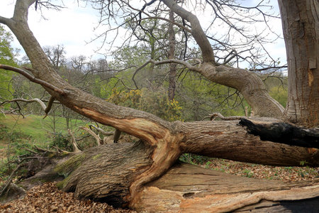 An old tree creating curves and shapes in a woodland landscape