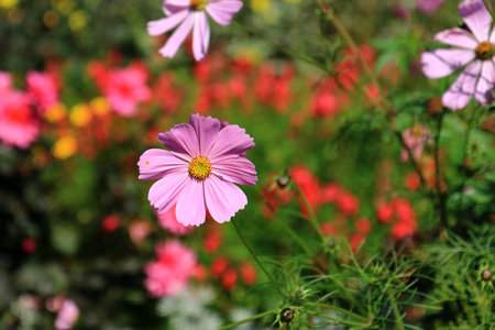 Close up of Pink Aster
