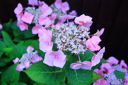 Close up scene with the beautiful Lacecap Hydrangea