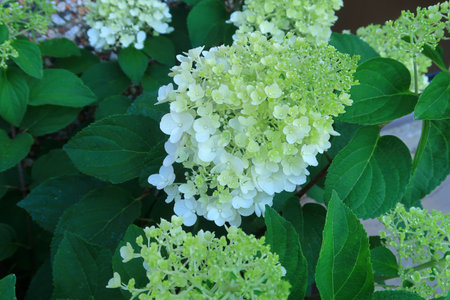 Garden scene with Hydrangea Paniculata