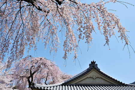 Japanese blooming cherry - Sakura in the sunshine morning のeditorial素材