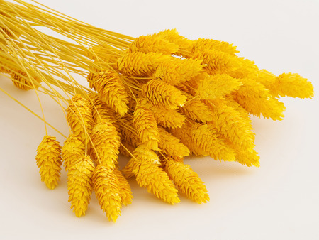 Close-up on the dried phalaris grass   dyed in golden hue の写真素材