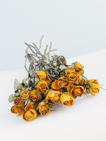 Close-up on the dried yellow rose の写真素材