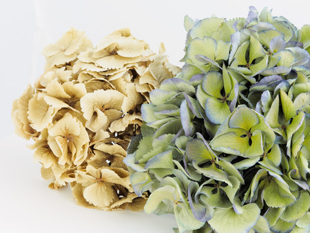 Close-up on the dried hydrangeas  cream-colored and green  の写真素材