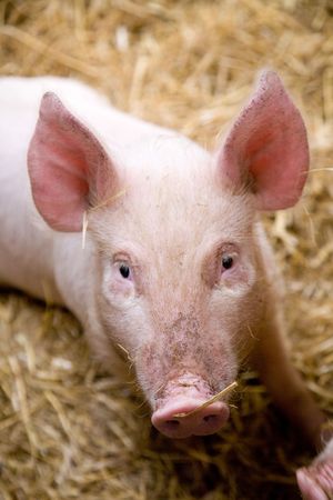 a pigletの写真素材