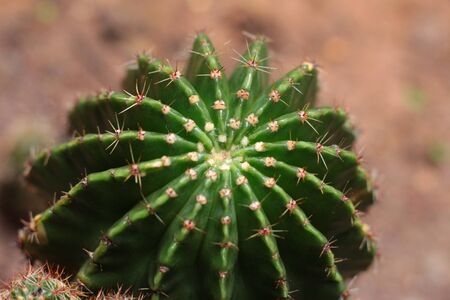 hallucinogenic cactusの写真素材