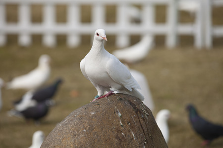 Pigeonの写真素材