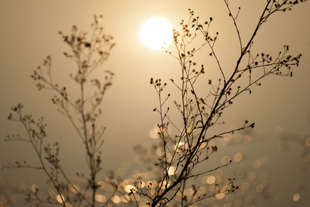 plants の写真素材