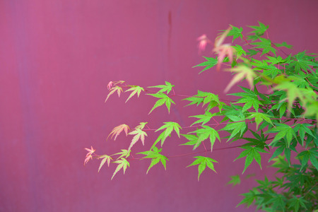 Maple Leafの写真素材