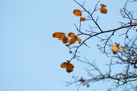 autumn Leavesの写真素材