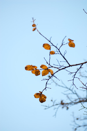 Leaves, autumn, macro, fuzzy feeling, quiet, beautiful, sad, sad, poignantの写真素材