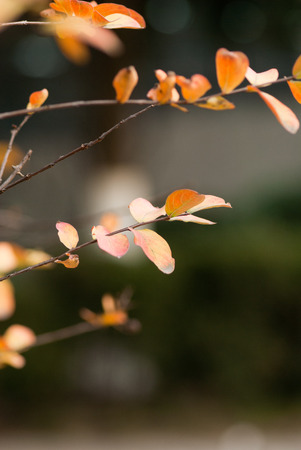 Macro, leaves, leaves, leaves, plantの写真素材