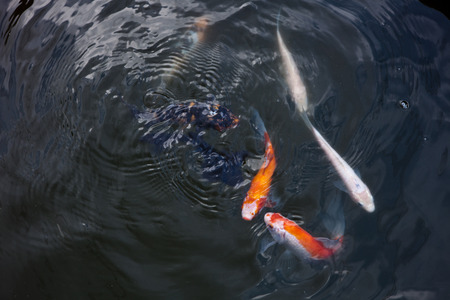 Goldfish, fish, Arowana, waterの写真素材