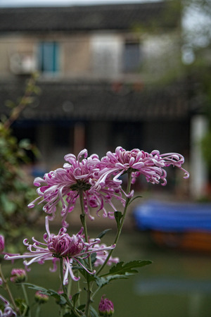 chrysanthemumの写真素材