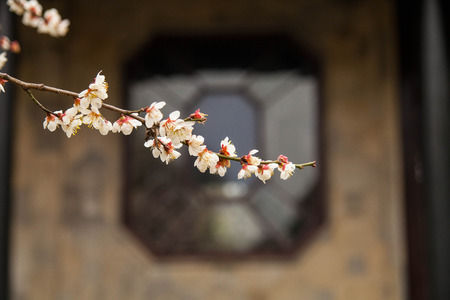 Close up of beautiful and fresh white chinese bayberry blooming out of brown tree branch for floral backgroundの写真素材