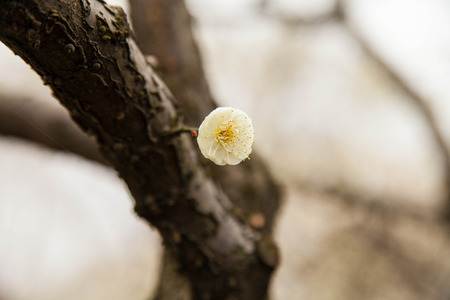 Plum flowerの写真素材