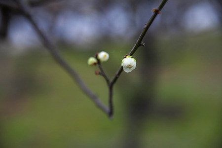 Plum flowerの写真素材