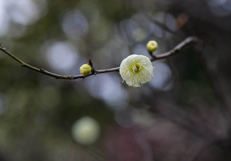 Plum flowerの写真素材