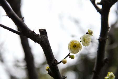 Plum flowerの写真素材
