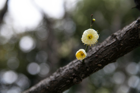 Plum flowerの写真素材