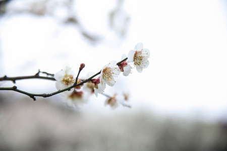 Plum flowerの写真素材