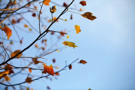 fall of the treeの写真素材