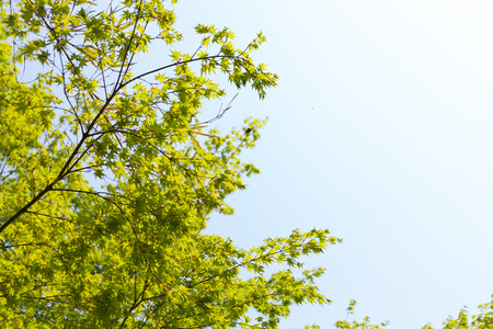 Mapleの写真素材