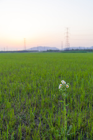 Daisies in green background, chrysanthemum green grassの写真素材